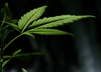 Le commerce en ligne de cannabis a augmenté durant la pandémie