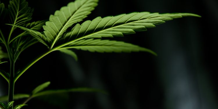 Le commerce en ligne de cannabis a augmenté durant la pandémie