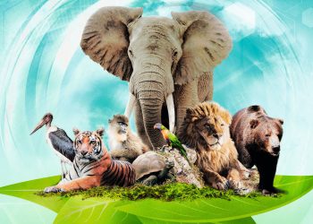 Ark Nova, mais quel jeu zoophistiqué !