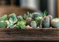 Cactus-120x86 Accueil