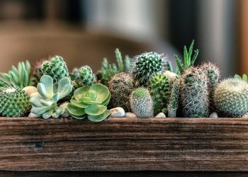 Ces plantes d&rsquo;intérieur qui ne nécessitent que peu d&rsquo;entretien