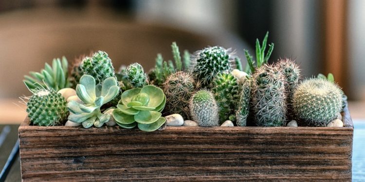 Ces plantes d&rsquo;intérieur qui ne nécessitent que peu d&rsquo;entretien