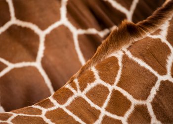 Sophie la girafe : les dessous d&rsquo;un succès intemporel