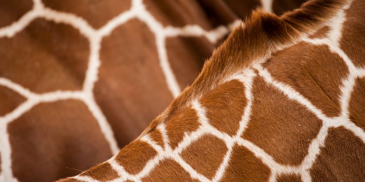 Sophie la girafe : les dessous d&rsquo;un succès intemporel