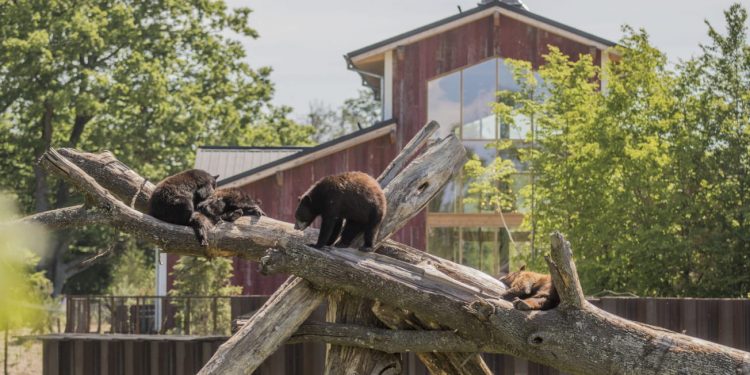 Le parc animalier de Sainte-Croix et notre séjour dans la Grange du Nouveau Monde