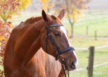 Le Matériel d&rsquo;Équitation : Un Gage de Sécurité pour les Cavaliers