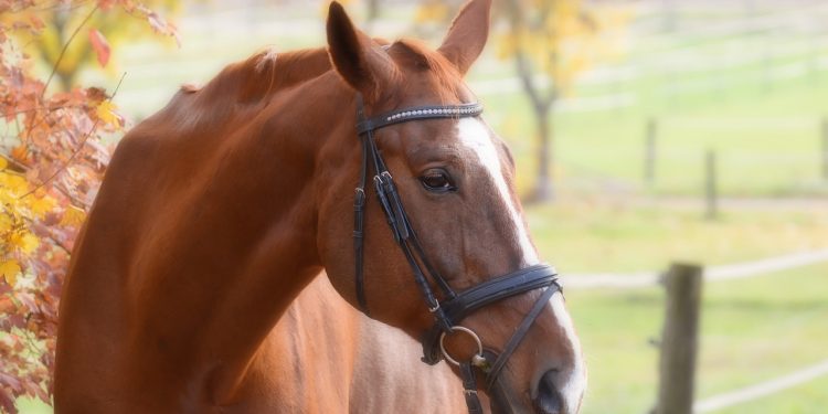 Le Matériel d&rsquo;Équitation : Un Gage de Sécurité pour les Cavaliers