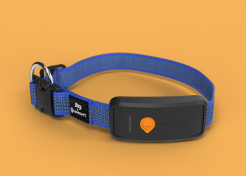 Weenect GPS : un compagnon rassurant pour les chiens fugueurs