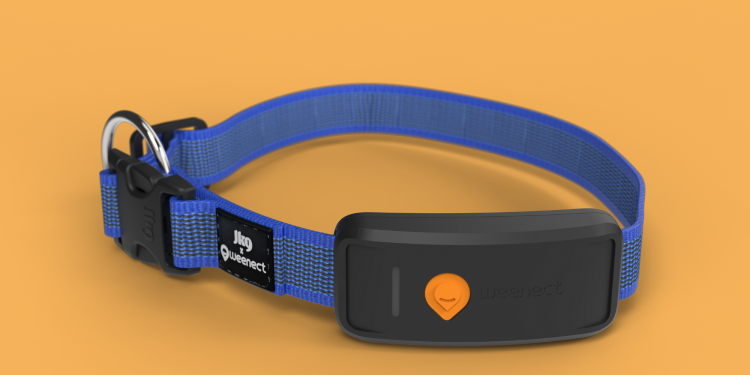 Weenect GPS : un compagnon rassurant pour les chiens fugueurs