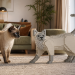 Test Jecka : j’ai recréé mon chat en briques de construction