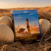 [Blu-Ray] L’Enfant du désert : un drôle de conte entre émotion et autruches